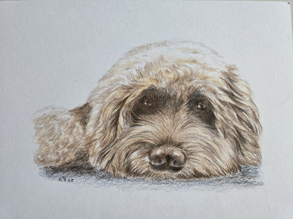 tekening hond Agnes ter Stege